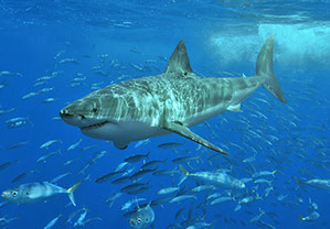Great White Shark Swimming with fish.